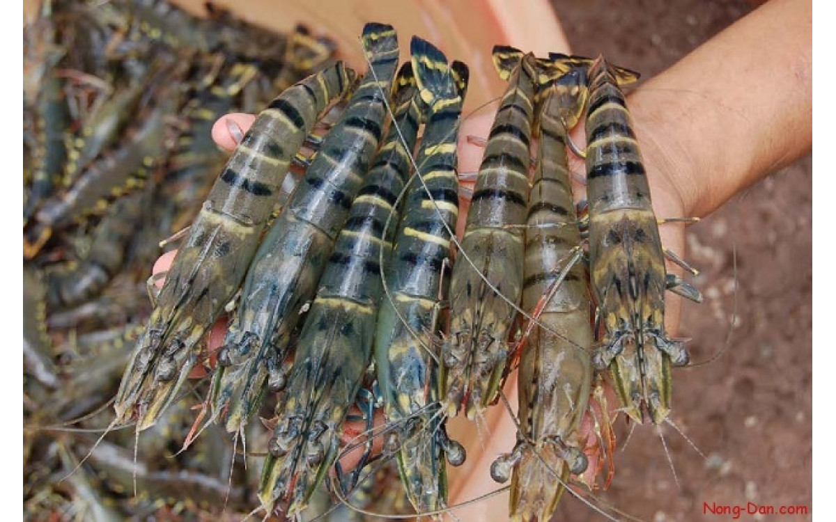 T&ocirc;m Việt Nam đ&oacute;n cơ hội từ hậu COVID-19